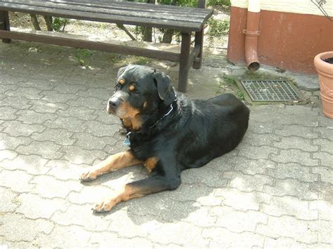 pornos hund|Der Tag, an dem mich unser Rottweiler nahm – readbeast